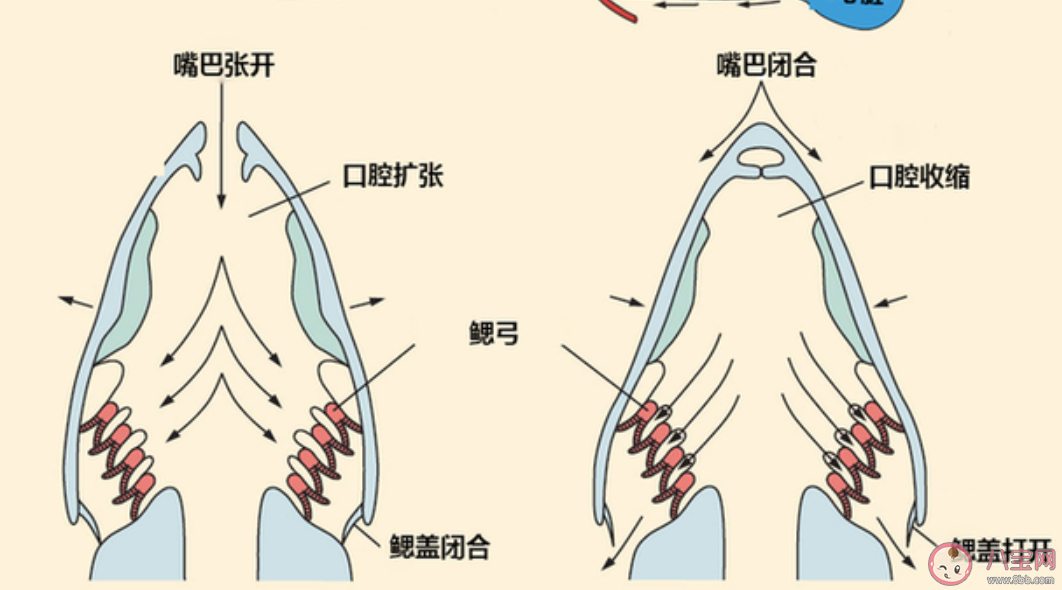 蚂蚁庄园鱼在水中有可能缺氧吗 小课堂1月4日答案