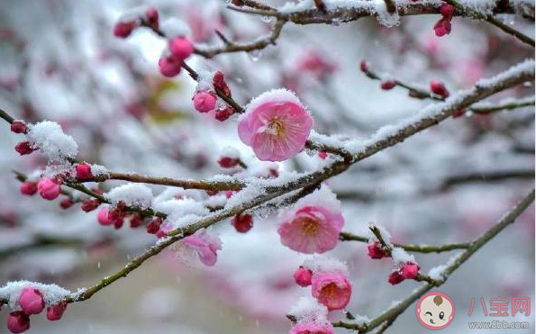 小寒时节正值以下哪种花盛开之际 蚂蚁庄园1月5日答案