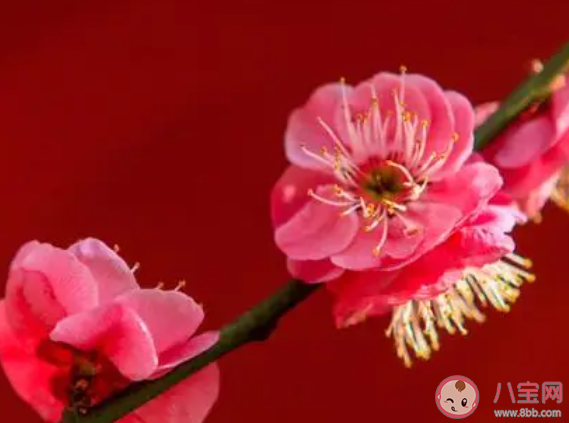 小寒时节正值以下哪种花盛开之际蚂蚁庄园 小课堂1月5日答案