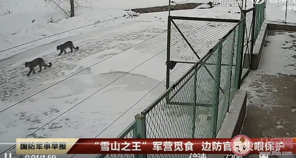 2只雪豹偷鸡一只踩点一只放哨是怎么回事 雪豹喜欢吃什么