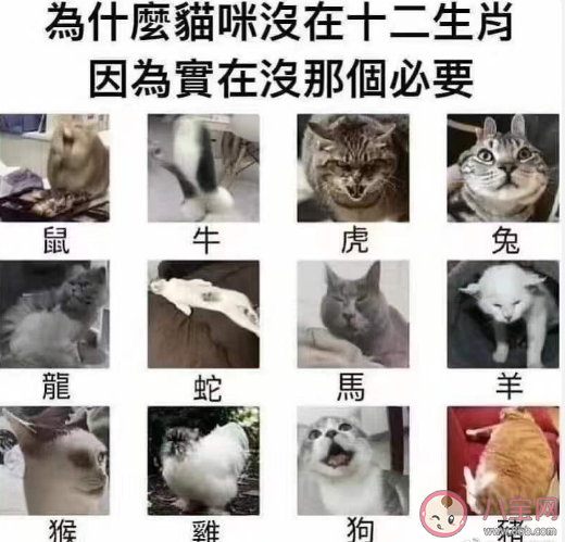 十二生肖为什么没有小猫咪 猫咪从什么时候开始成为人类的宠物