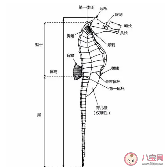 哪种动物被称为海洋里的四不像 神奇海洋1月19日答案