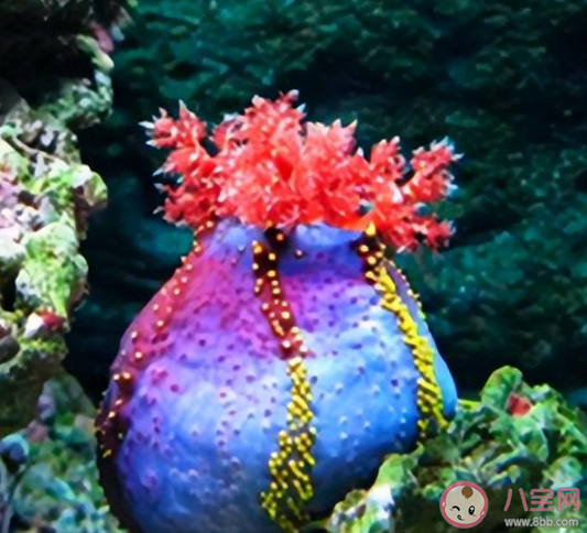 海底生物海苹果是一种什么 蚂蚁森林神奇海洋2月11日答案