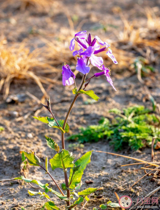 俗称诸葛菜的春季常见植物是什么 蚂蚁庄园2月24日答案介绍