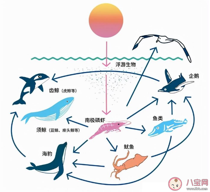 蚂蚁森林海洋食物链的基础是什么植物 神奇海洋2月28日答案