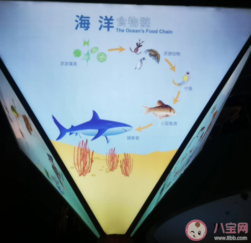 海洋食物链的基础是 神奇海洋2月28日答案