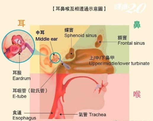 错误擤鼻涕或致耳朵鼓膜穿孔 鼻子和耳朵有什么关系