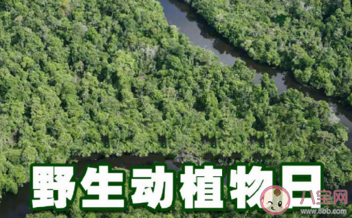 2023世界野生动植物日主题是什么 保护野生动植物我们能做什么