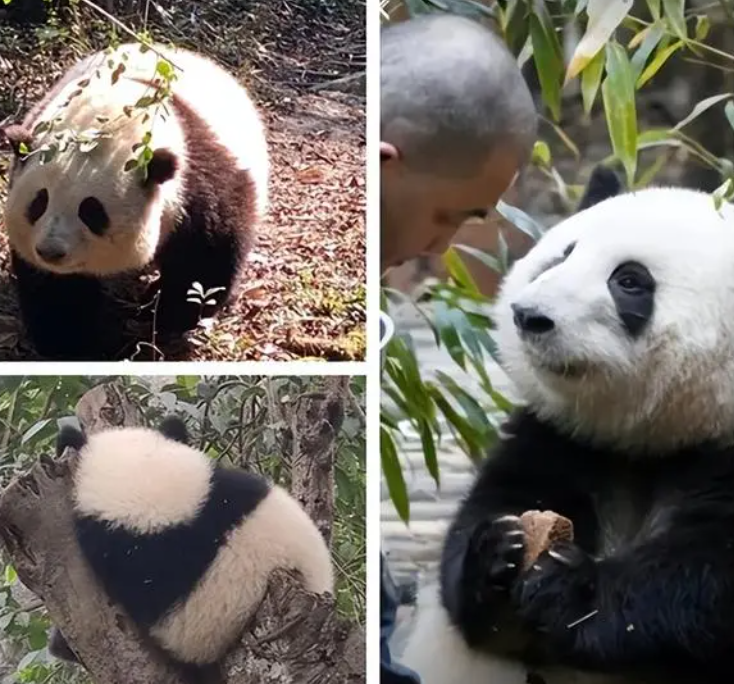 这不是花花是果赖 熊猫和花有多可爱