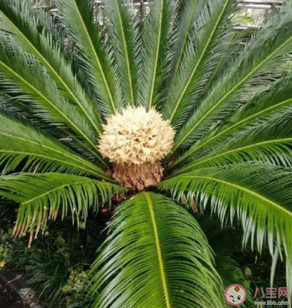 常用千年铁树开花来形容罕见铁树开花真有那么难吗 蚂蚁庄园3月7日答案