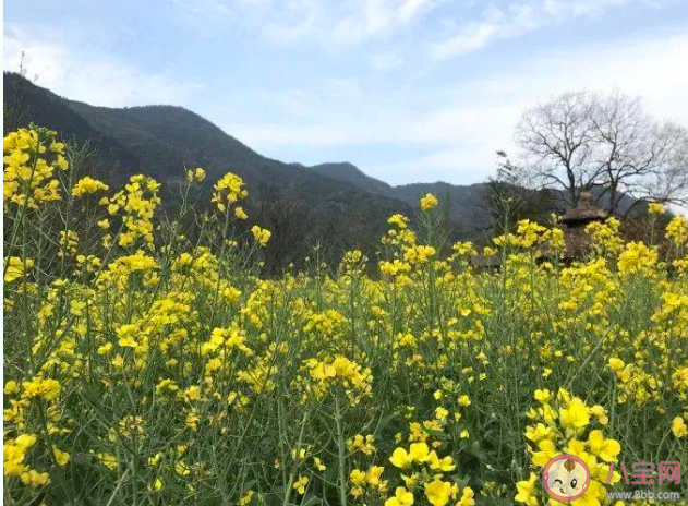 春天去江西旅游有可能欣赏到以下哪种美景 蚂蚁庄园3月10日答案