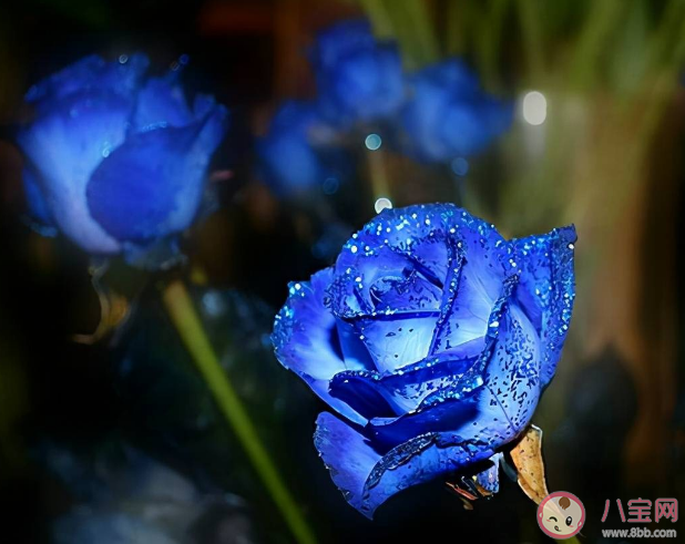 名为蓝色妖姬的蓝色玫瑰花通常来自 蚂蚁庄园3月11日答案