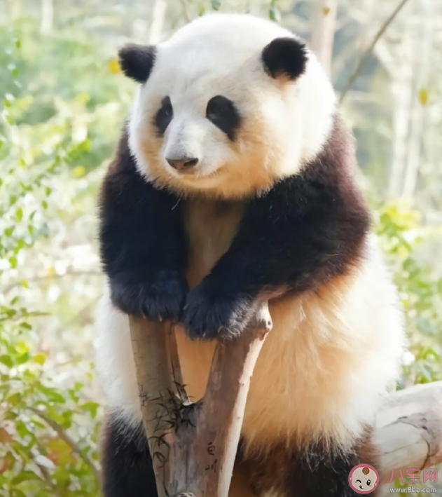 熊猫花花是如何成为顶流的 花花流眼泪是怎么回事