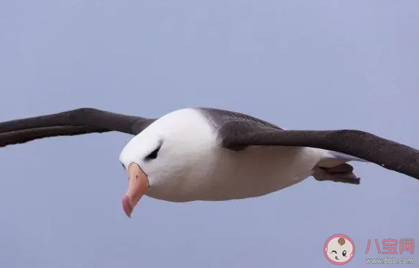 考考你哪一种海鸟俗称呆鸥 神奇海洋3月14日答案