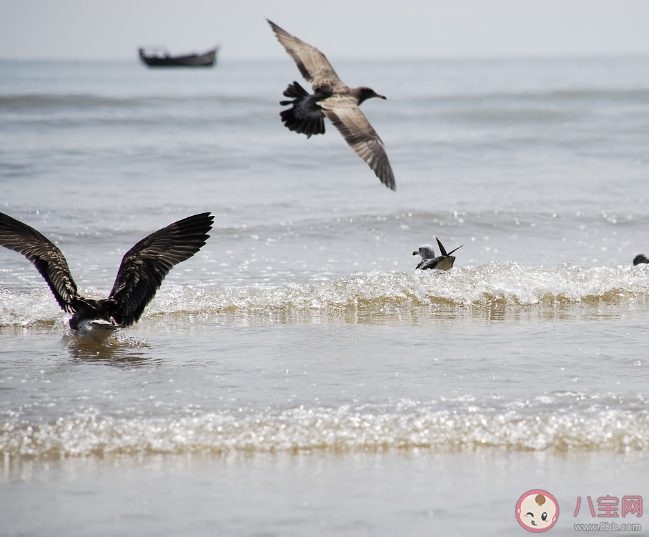 蚂蚁森林哪一种海鸟俗称呆鸥 神奇海洋3月14日答案