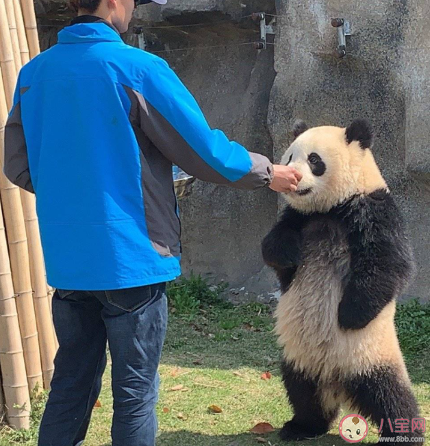 大熊猫为什么能站起来 熊猫跑得有多快