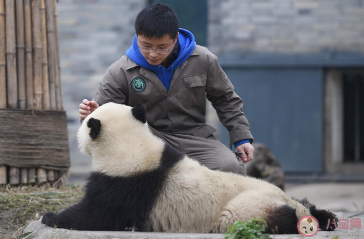 招聘大熊猫饲养员数百份简历零录取是怎么回事 怎样才能成为大熊猫饲养员