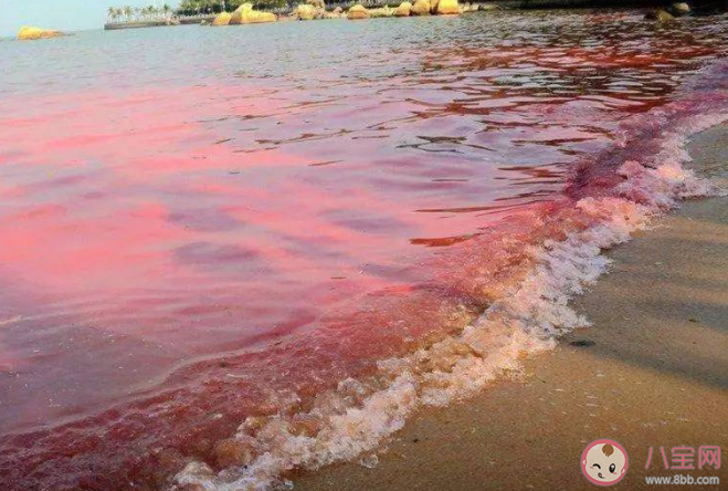 赤潮发生时海水的颜色主要取决于引发赤潮生物的 神奇海洋4月1日答案