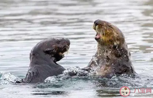 海獭为什么牵着手睡觉 神奇海洋4月4日答案