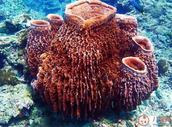 海洋里的海绵是动物还是植物 神奇海洋4月7日答案
