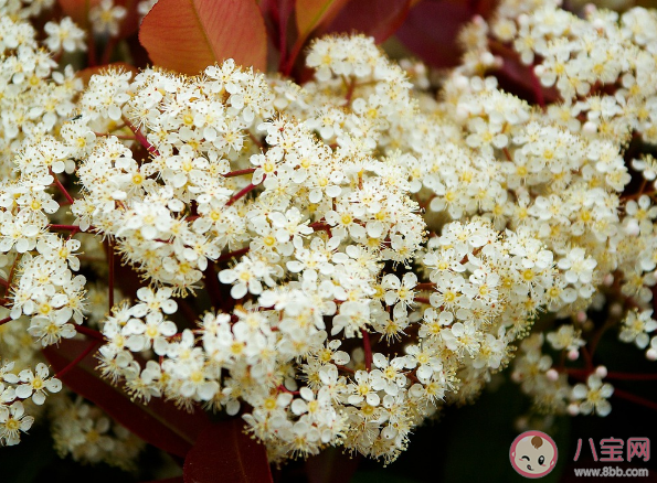 石楠花又腥又丑为什么大面积种植 石楠花的臭味到底是什么味