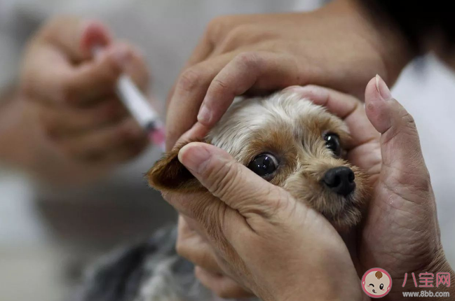 专家解答被宠物抓伤是否会得狂犬病 狂犬病暴露后需遵循三大处置方法