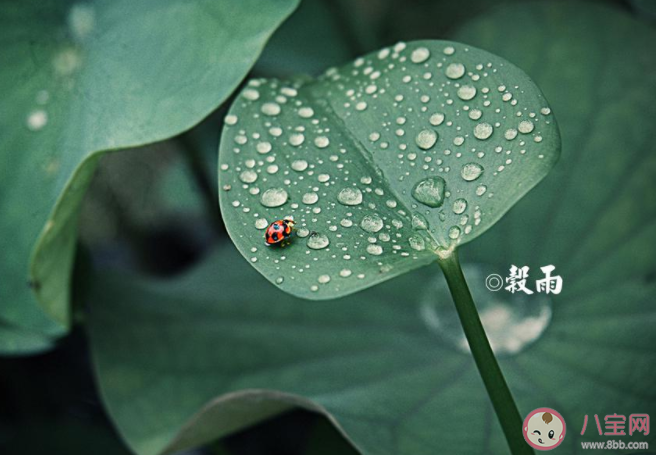 今日谷雨图片最新精美文案说说 今日谷雨早安文案句子带图