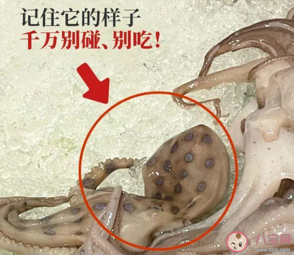 蓝环章鱼的毒没有解药 蓝环章鱼毒素来源于什么