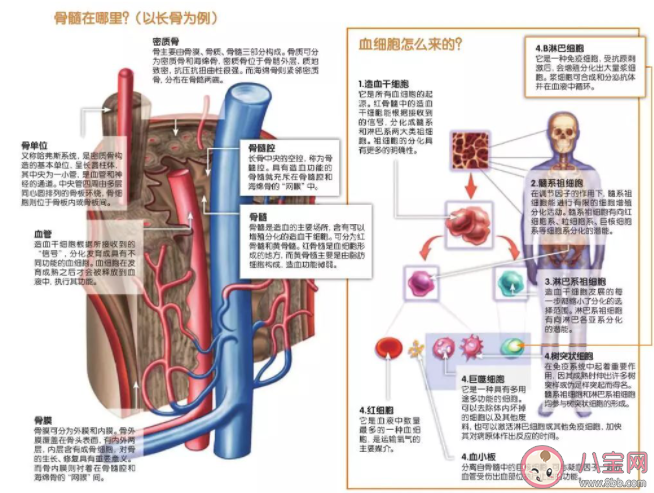 哪个器官被称为人体的造血工厂 蚂蚁庄园4月27日答案最新