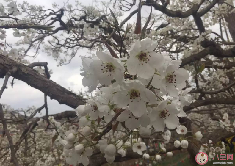 梨花带雨是什么味道 梨花带雨出自什么