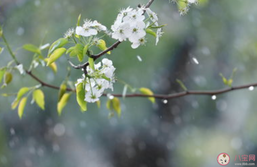 梨花带雨是什么味道 梨花带雨出自什么