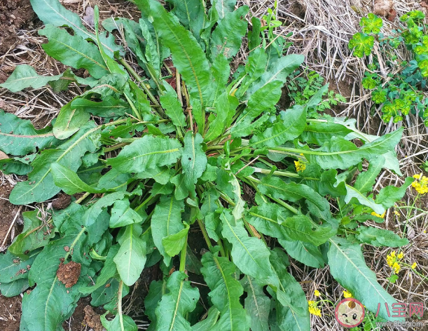 挖野菜要避开哪些污染区域 野菜的苦味儿能去火吗