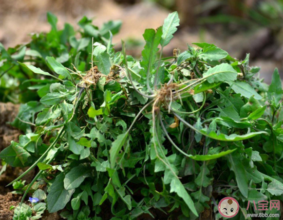 挖野菜要避开哪些污染区域 野菜的苦味儿能去火吗