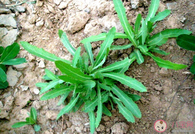 挖野菜要避开哪些污染区域 野菜的苦味儿能去火吗