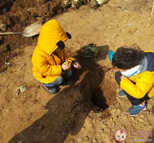 在小小的花园里面挖呀挖呀挖是什么歌 《花园种花》完整版歌词介绍