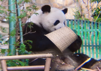 大熊猫最多能活多少年 大熊猫晚年容易出现哪些疾病