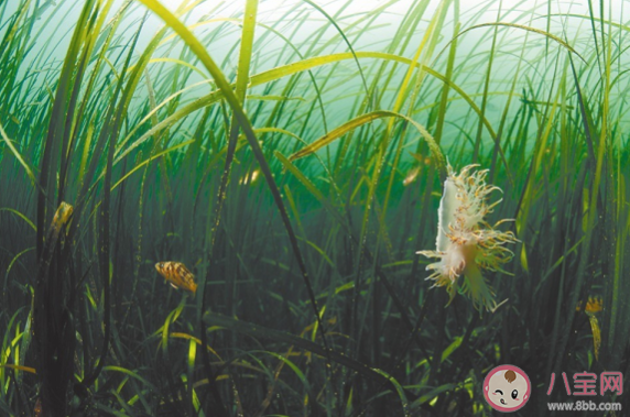 海草床是地球上三大生产力最高的海洋生态系统之一它 神奇海洋5月10日答案