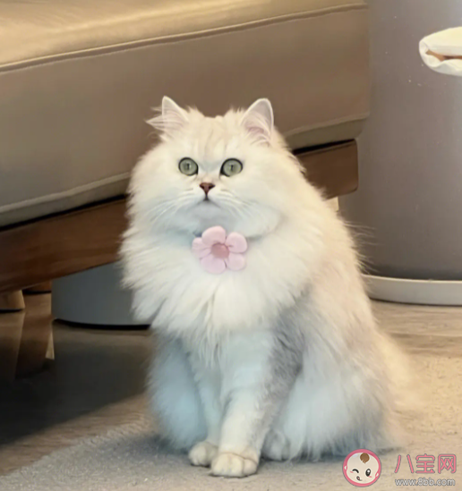 虐猫的人是一种什么心理 为什么有人会虐猫