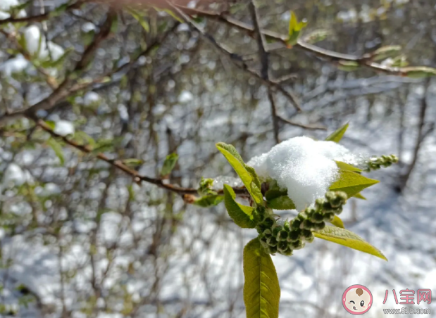 立夏后又降雪游客只穿了短袖 天气为什么这么多变