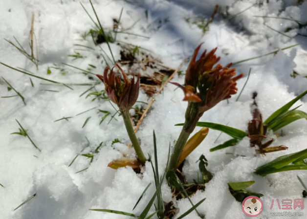 立夏后又降雪游客只穿了短袖 天气为什么这么多变