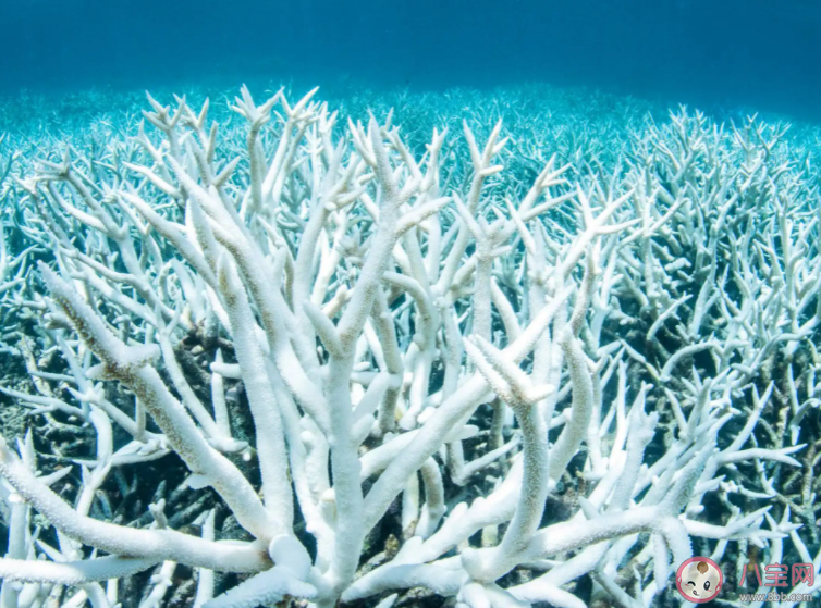 人们将生长在不同海域位置的珊瑚分为浅海珊瑚和 神奇海洋6月1日答案