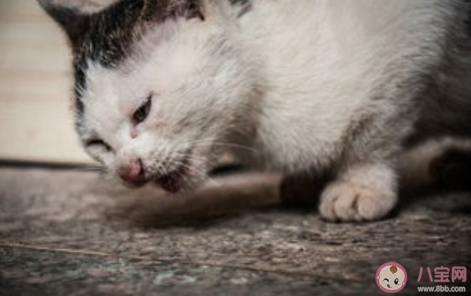 流浪猫是生态杀手吗 流浪猫数量为什么越来越多