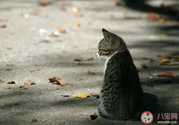 流浪猫是生态杀手吗 流浪猫数量为什么越来越多