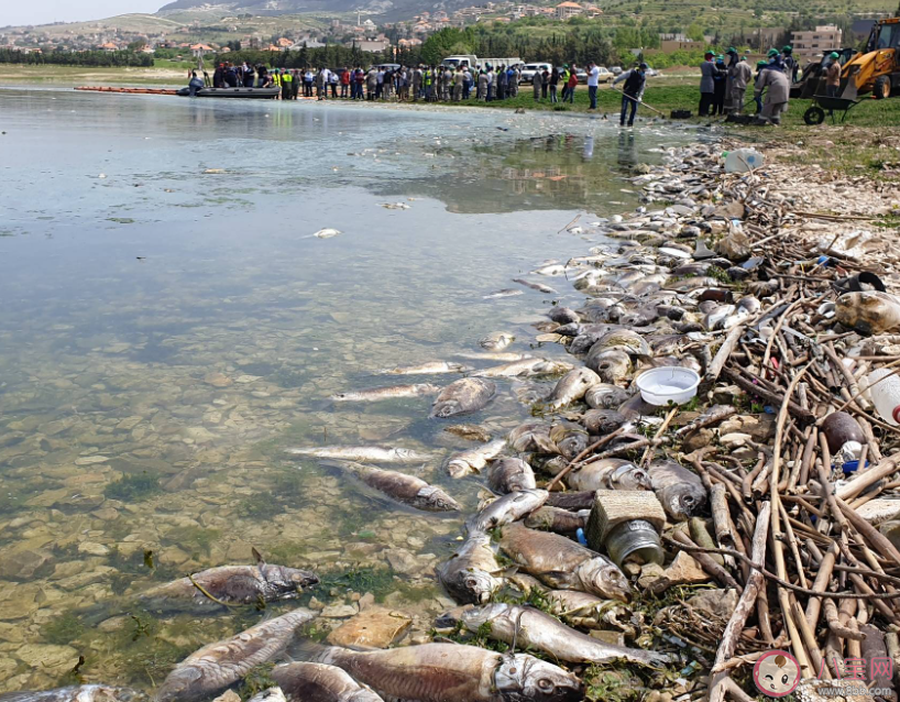 泰国和美国两地大量鱼类死亡是怎么回事 海洋异常升温会导致鱼死亡吗