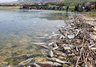 泰国和美国两地大量鱼类死亡是怎么回事 海洋异常升温会导致鱼死亡吗