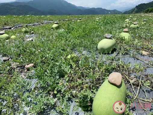 西瓜上放个石头有什么作用 西瓜种植有哪些条件技巧