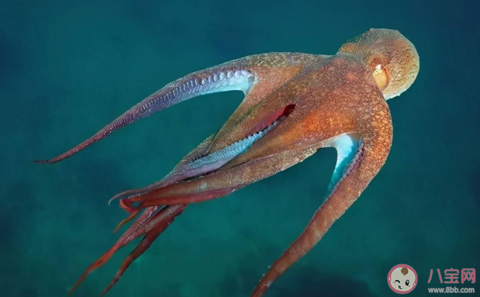 海洋生物中的头足类动物是靠什么来产生动力的 蚂蚁森林神奇海洋7月11日答案