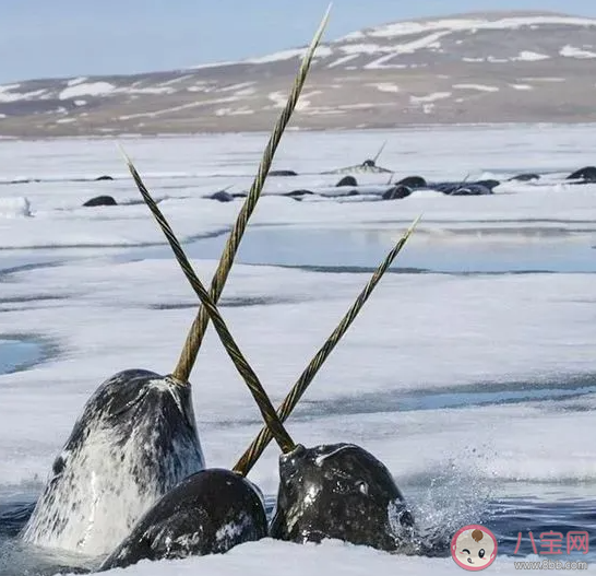 ​海洋中的独角兽角鲸生活在海洋的哪个区域 神奇海洋7月15日答案