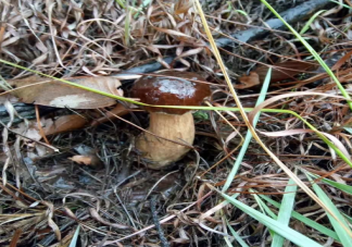 野生菌煮熟吃为什么还会中毒 野生菌的毒性有哪些