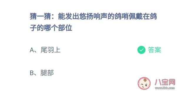 能发出悠扬响声的鸽哨佩戴在鸽子的哪个部位 蚂蚁庄园7月26日答案